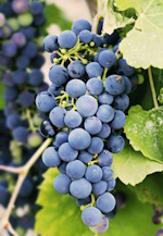 Phytochemicals bioaccessibility